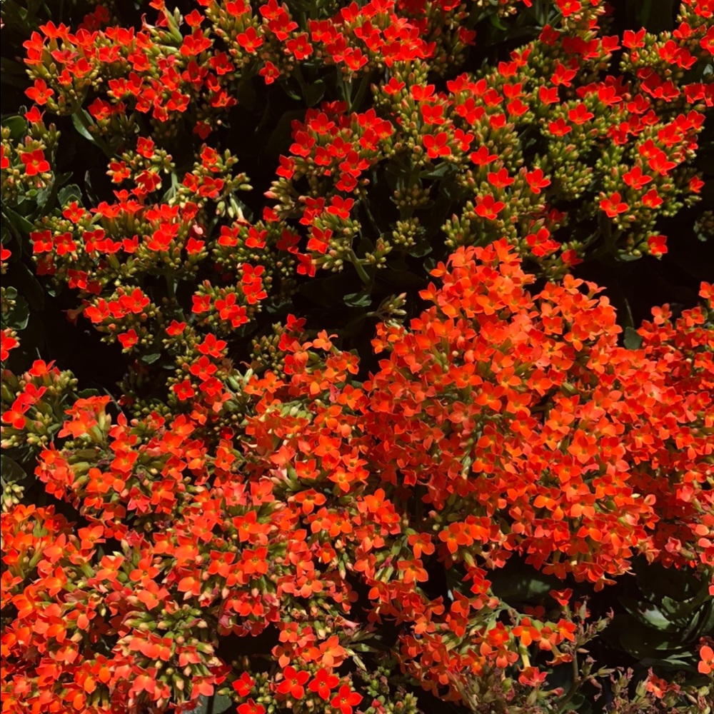 Meet your Posher, Imani 💗